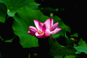 Chinese beauty: Pink lotus blooming in sunlight with green leaf