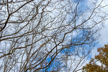 冬の空を背景にした枯れ木の枝

