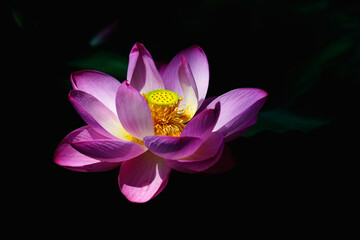 Chinese beauty: Pink lotus blooming in sunlight with green leaf