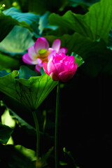 Chinese beauty: Pink lotus blooming in sunlight with green leaf