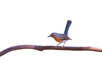 Indochinese Blue Flycatcher female isolated on white background. This has clipping path.