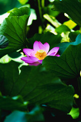 Chinese beauty: Pink lotus blooming in sunlight with green leaf