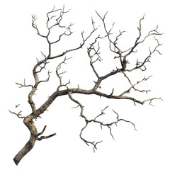 Bare Tree Branches