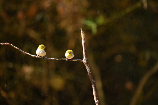 Cute indian white eye couple bird resting on branch and enjoying rain