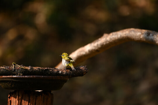 Cute indian white eye bird resting on branch and enjoying rain
