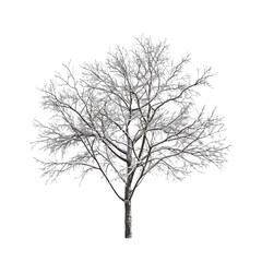 Obraz premium Snowy Tree Isolated on a White Background