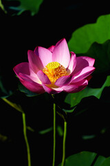 Obraz premium Chinese beauty: Pink lotus blooming in sunlight with green leaf