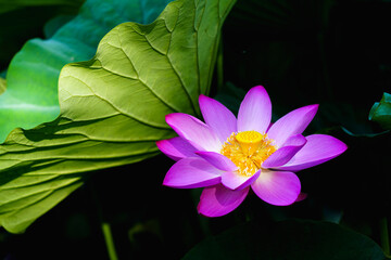 Chinese beauty: Pink lotus blooming in sunlight with green leaf