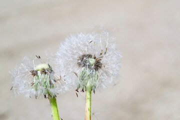 zwei Pusteblumen aus der L&ouml;wenzahnbl&uuml;te