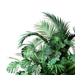 Tropical Plants on White Background