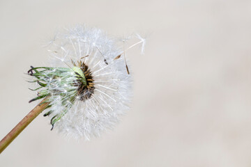 L&ouml;wenzahn als Pusteblume