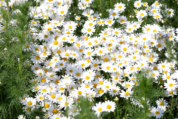 Kamillenbl&uuml;ten in der Natur