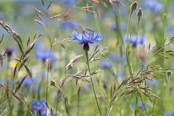 Kornblume in naturbelassender Wiese
