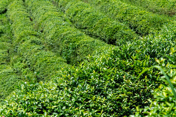 close-up of the green tea leaves in the farm