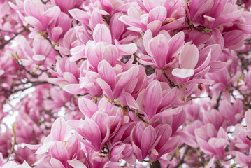 Magnolienblüten aus der Nähe
