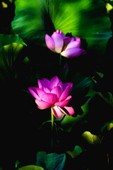 Obraz premium Chinese beauty: Pink lotus blooming in sunlight with green leaf