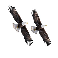 Fototapeta premium Two Bald Eagles in Flight