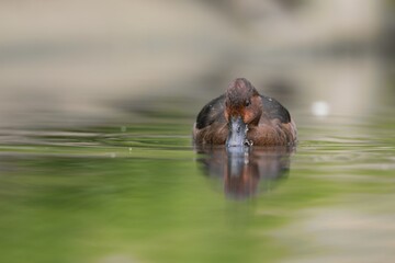A male ferruginous duck is swimming on the lake. (Aythya nyroca)