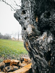 A stunning tree, showcasing the natural beauty and artistry of nature with intricate branches and lush foliage.