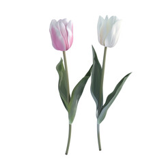 Two Tulips