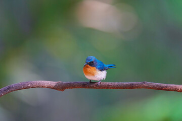 Indochinese Blue Flycatcher male on branch birdwashing in the forest 