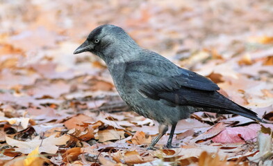 a jackdaw walks on fallen leaves in autumn