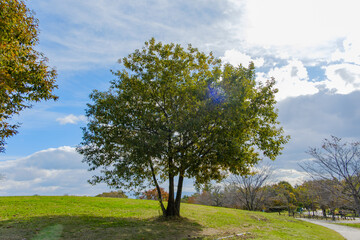 馬見丘陵公園の広場と一本の木