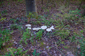 森の中に生える白いキノコ