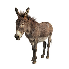 Obraz premium Gray Donkey Standing on White Background
