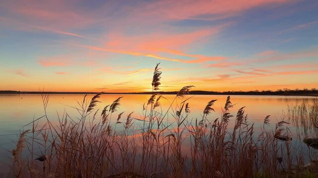 reeds blow in the wind near the sea in sunset light