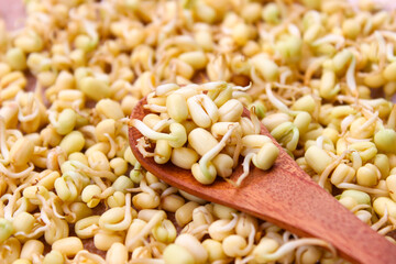Sprouts From Mung Beans in Wooden spoon with sprouts background. Food ingredients