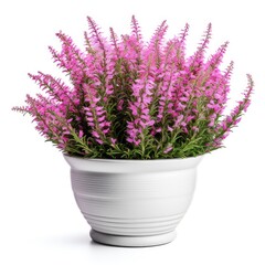 Fototapeta premium Flowering Heather Plant, Erica Flowers, Gardener Heather