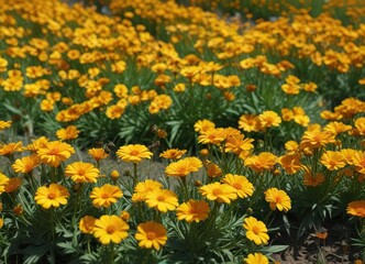 Obraz premium Field of bright yellow marigold flowers in full bloom with a few scattered bees and butterflies , marigolds, blooming