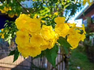 Obraz premium The yellow elder flower panicle.