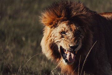 lions in the plains of africa