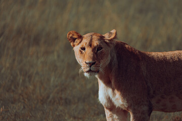 lions in the plains of africa