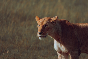 lions in the plains of africa
