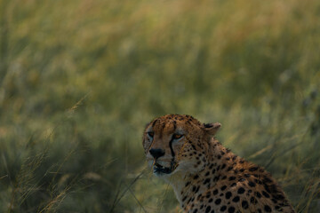 cheetah in the plains of africa