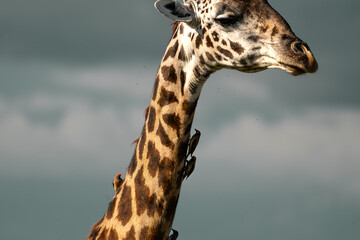 giraffes in the plains of africa