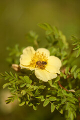 Beautiful Flowers Blooming in the Garden