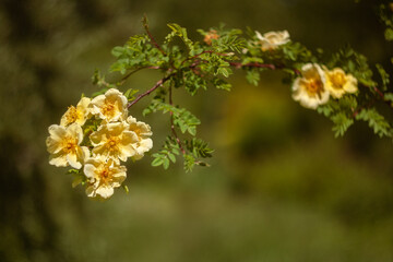 Beautiful Flowers Blooming in the Garden