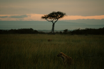 savannah plains in africa