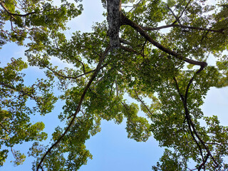 The beautiful view under  at big green tree with blue sky.