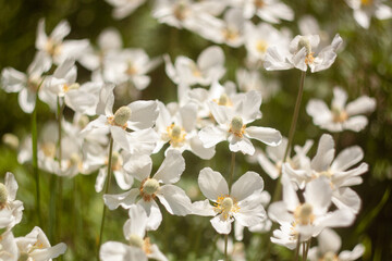 Fototapeta premium Beautiful Flowers Blooming in the Garden