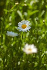Beautiful Flowers Blooming in the Garden