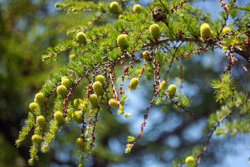 Beautiful Flowers Blooming in the Garden
