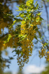 Beautiful Flowers Blooming in the Garden