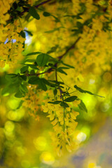 Beautiful Flowers Blooming in the Garden