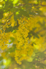 Beautiful Flowers Blooming in the Garden