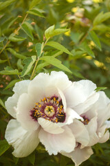 Peonies in the Garden: A Blooming Paradise